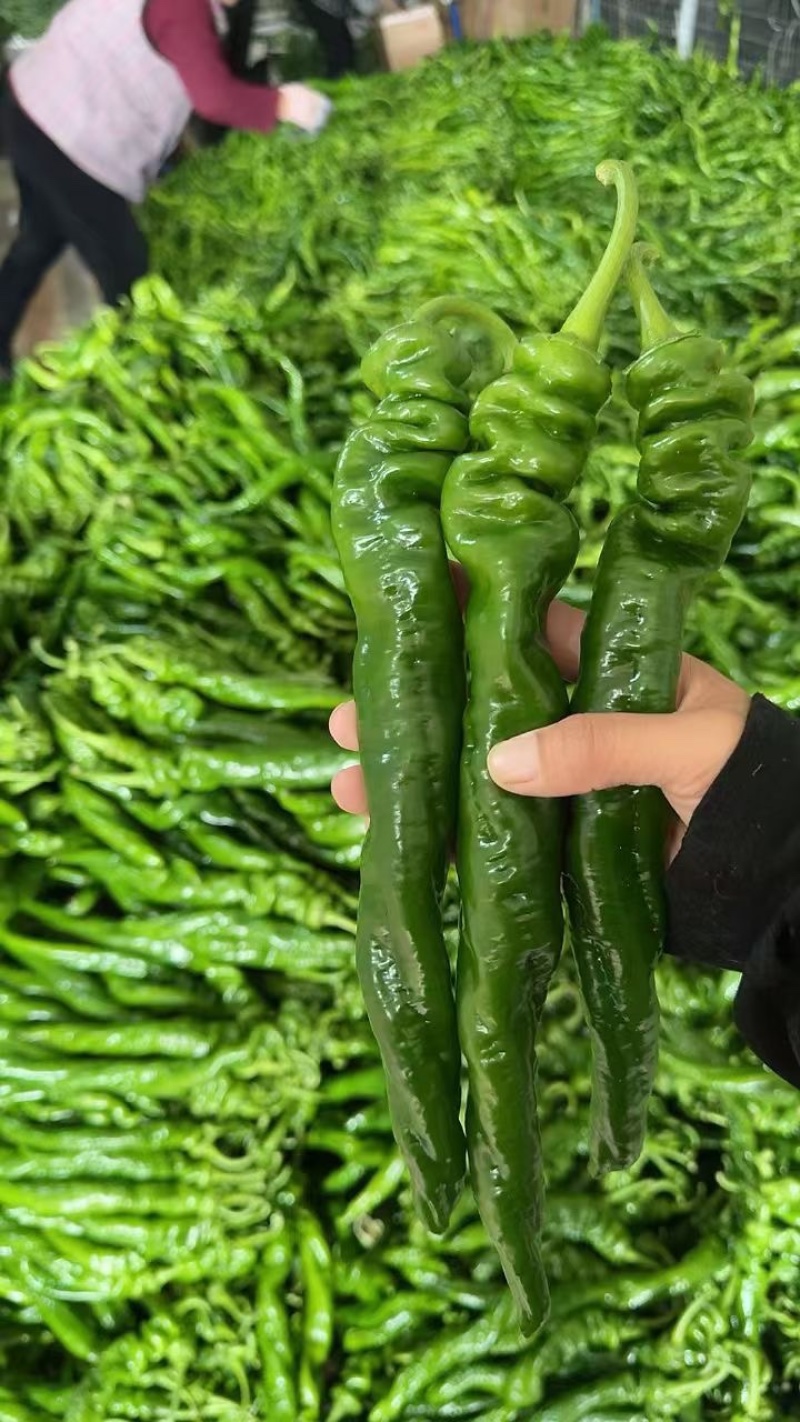 山东费县螺丝椒线椒薄皮椒大量有货电商市场商超**