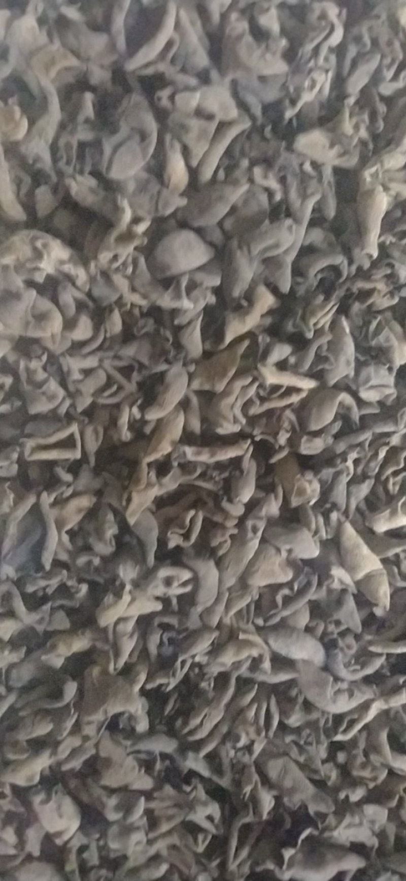 秋耳上市品质保证支持视频看货欢迎来电咨询洽谈