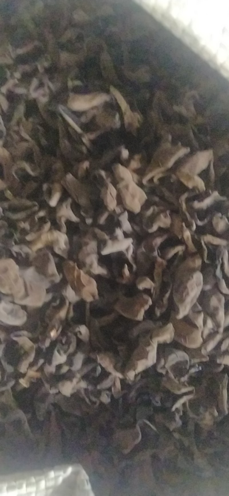 秋耳上市品质保证支持视频看货欢迎来电咨询洽谈