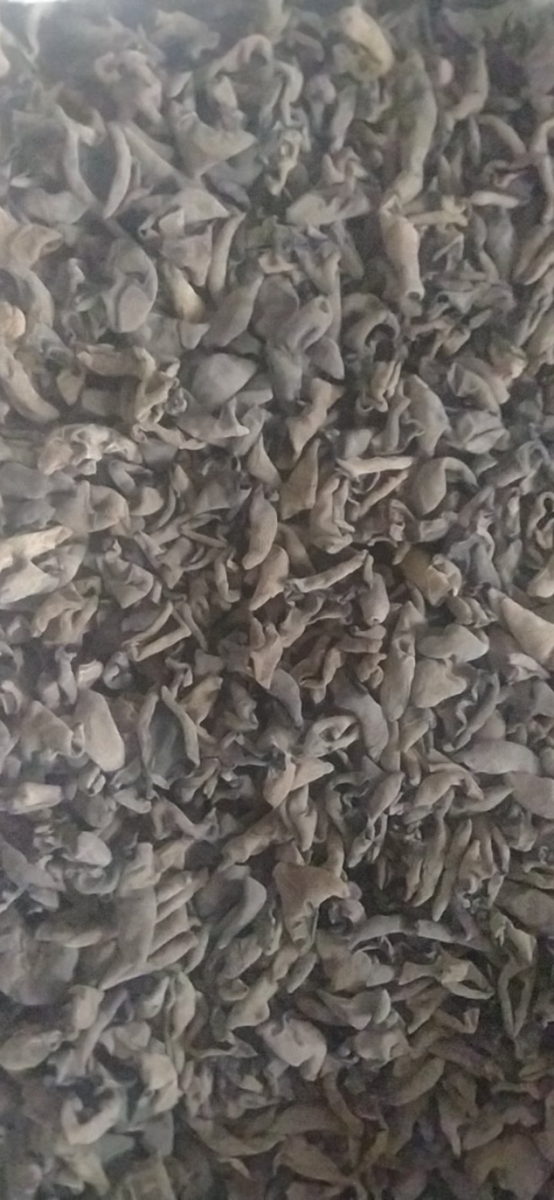 秋耳上市品质保证支持视频看货欢迎来电咨询洽谈