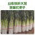 山东精品铁杆大葱大量上市货源充足电商市场商超