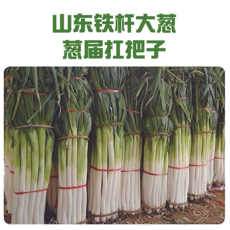 山东精品铁杆大葱大量上市货源充足电商市场商超