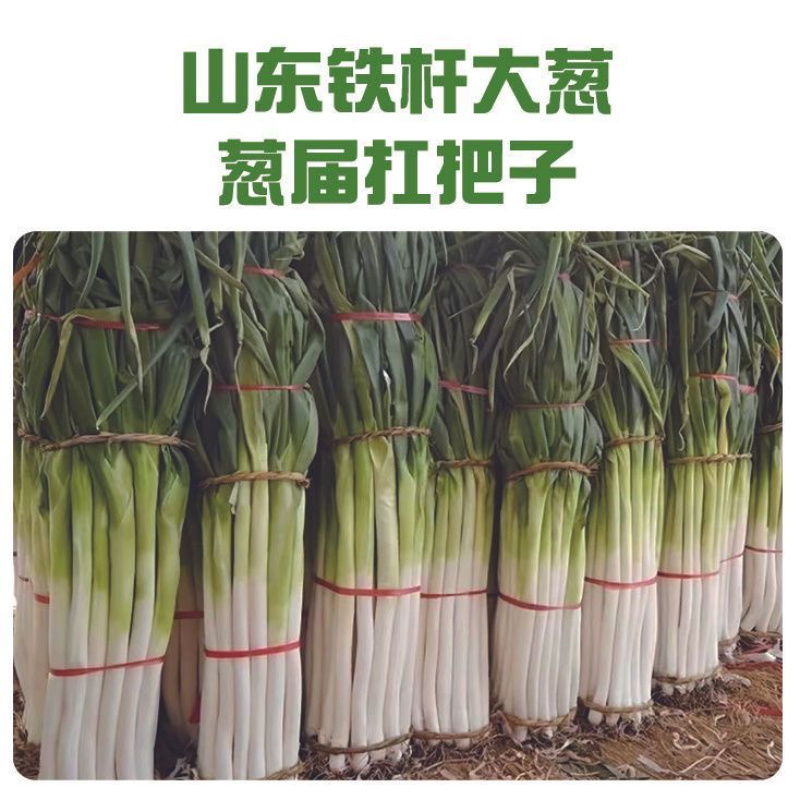 山东精品铁杆大葱大量上市货源充足电商市场商超