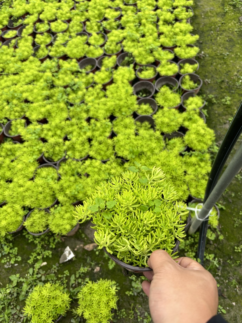 贵州金叶佛甲草批发贵州苗木基地供应各类规格金叶佛甲草