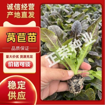 莴苣苗红叶莴苣苗绿叶莴苣苗莴笋苗免费技术指导