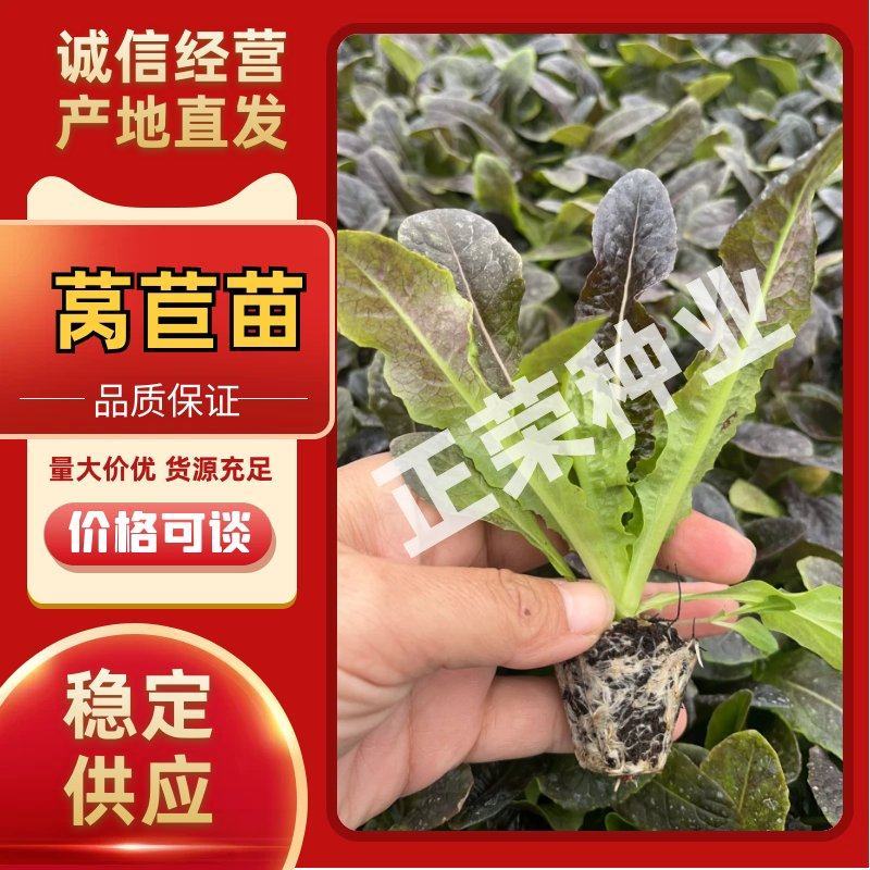 莴苣苗红叶莴苣苗绿叶莴苣苗莴笋苗免费技术指导
