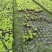 贵州金叶佛甲草批发贵州苗木基地供应各类规格金叶佛甲草