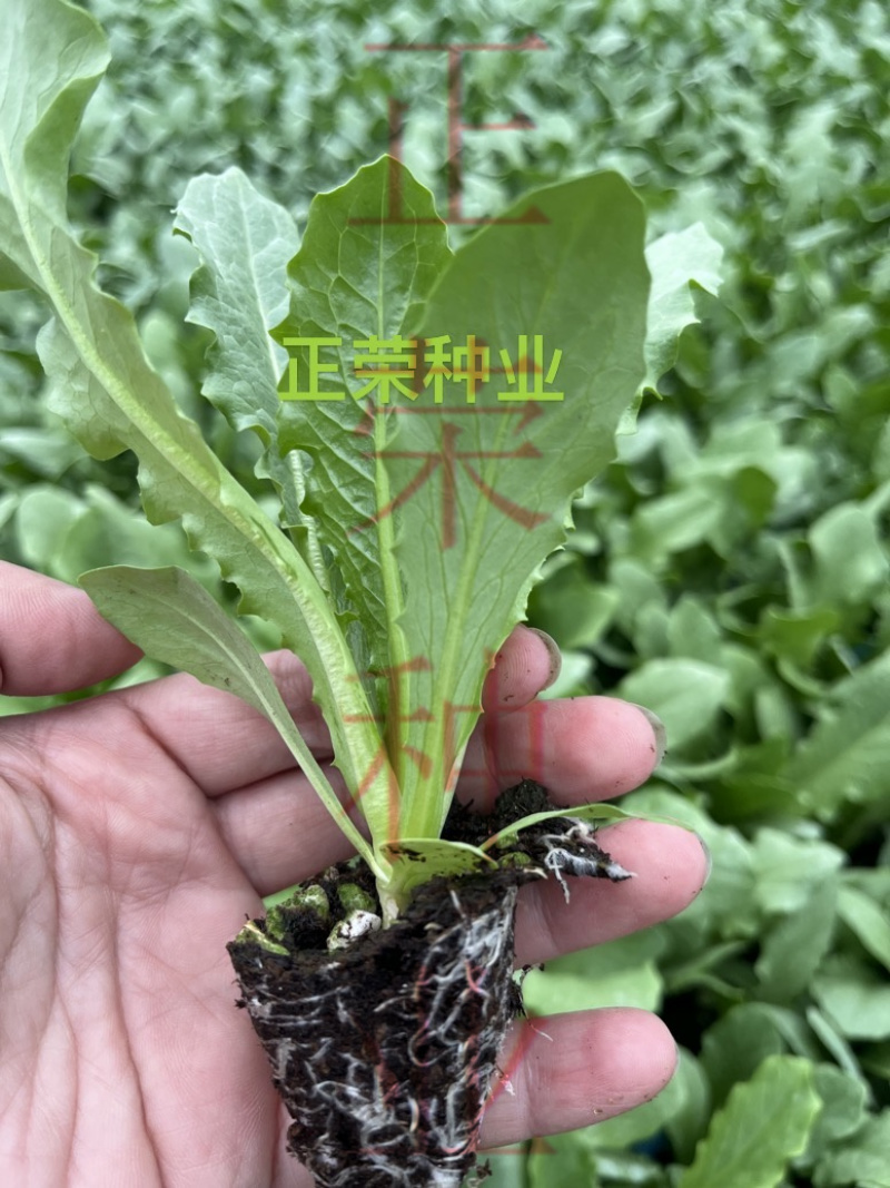 莴苣苗红叶莴苣苗绿叶莴苣苗莴笋苗免费技术指导
