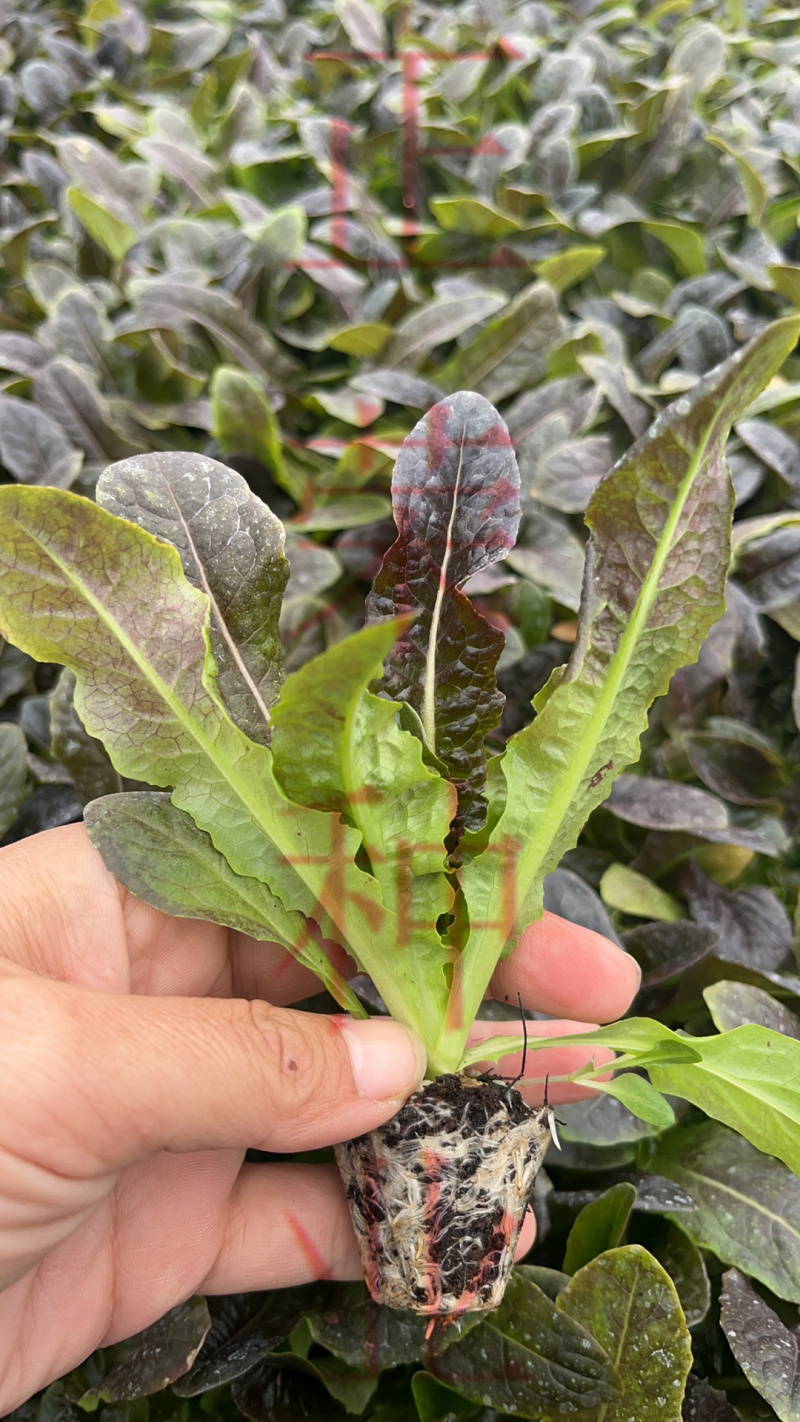 莴苣苗红叶莴苣苗绿叶莴苣苗莴笋苗免费技术指导
