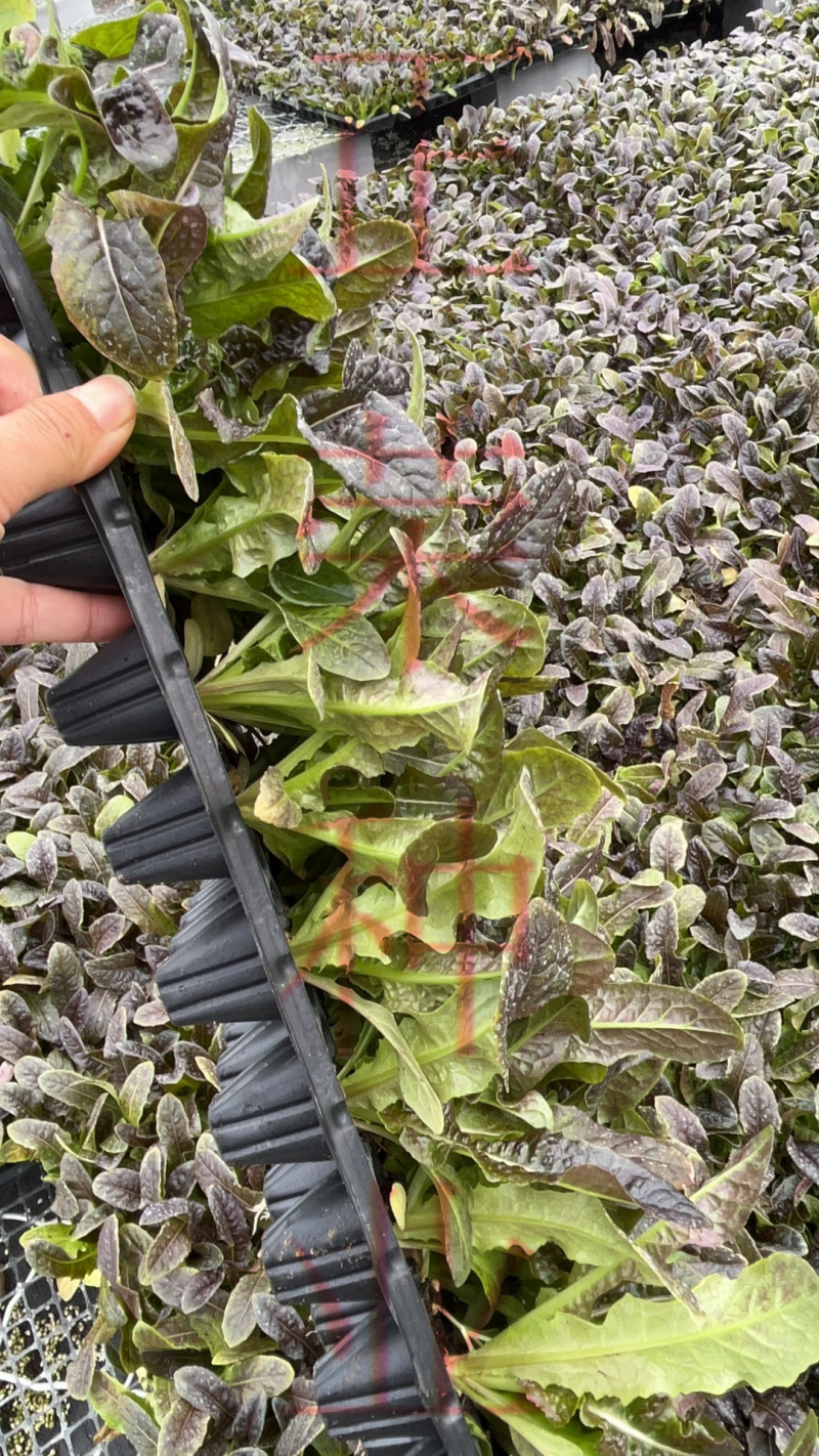 莴苣苗红叶莴苣苗绿叶莴苣苗莴笋苗免费技术指导