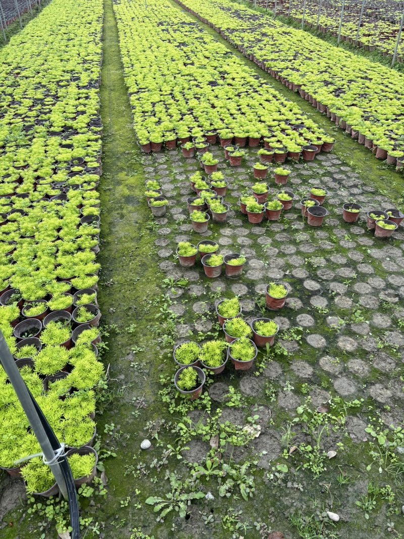 重庆金叶佛甲草批发重庆苗木基地供应各类规格佛甲草基地