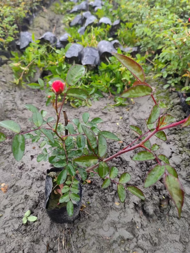 成都丰花月季批发成都苗木基地供应各类规格丰花月季