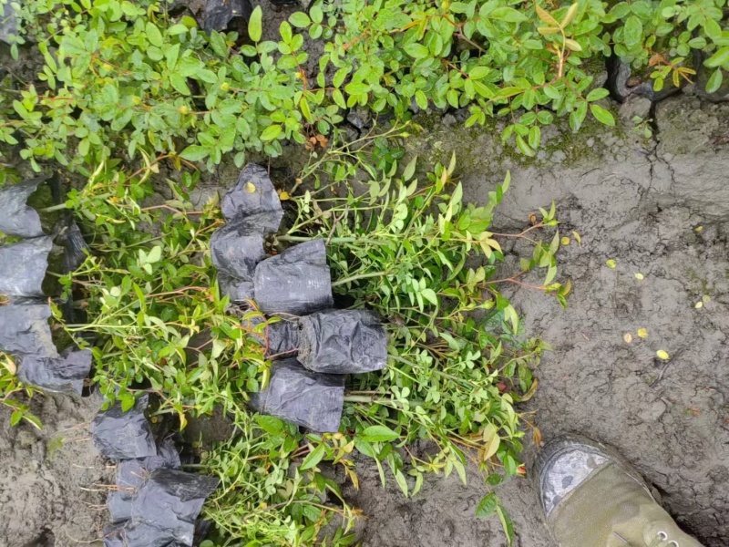 成都丰花月季批发成都苗木基地供应各类规格丰花月季