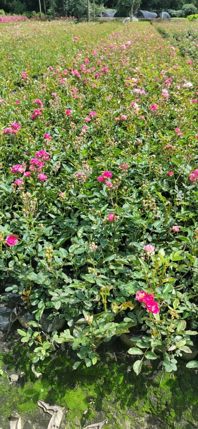 成都丰花月季批发成都苗木基地供应各类规格丰花月季