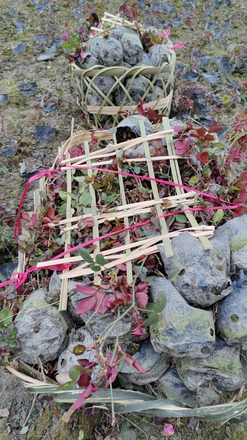 成都丰花月季批发成都苗木基地供应各类规格丰花月季