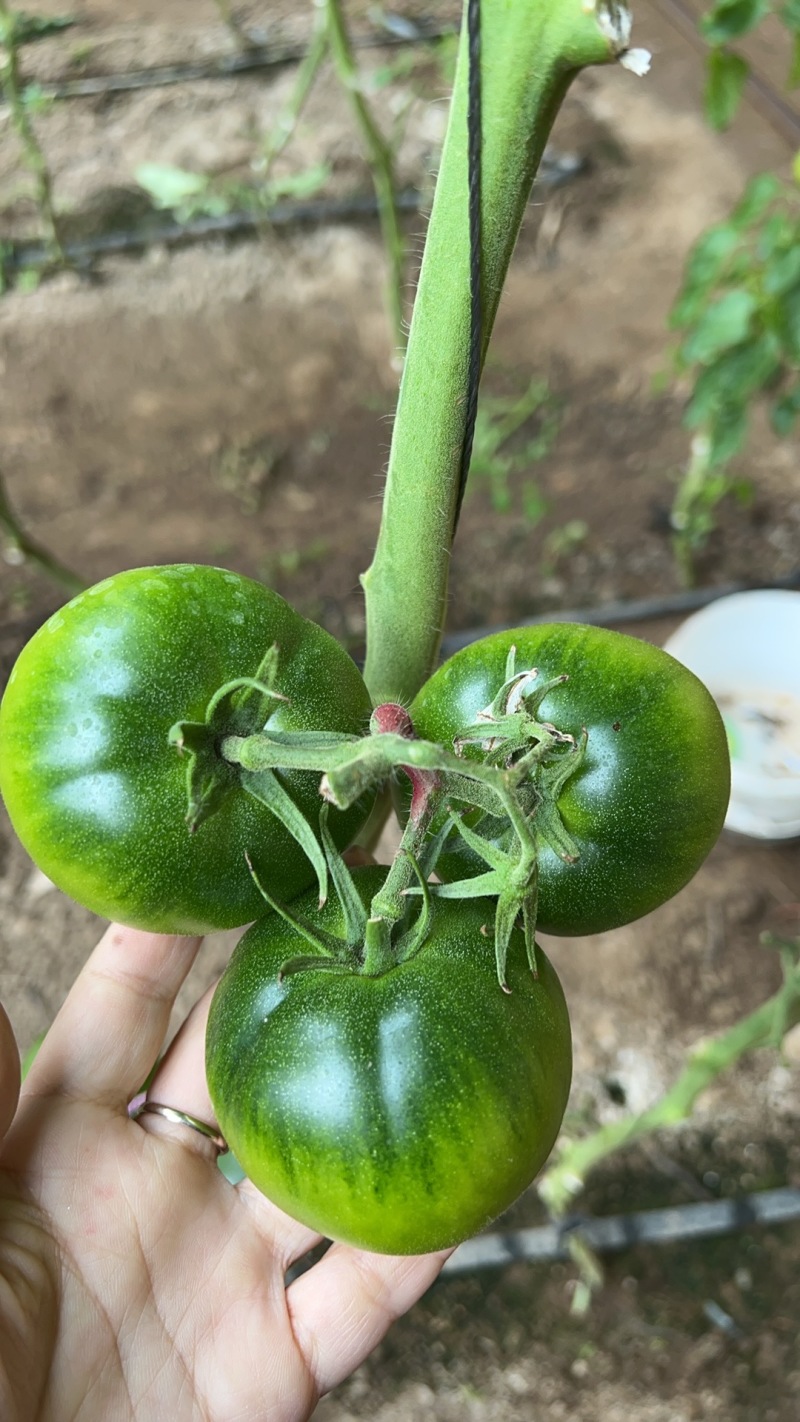 沈阳草莓柿子酸甜可口大量上市