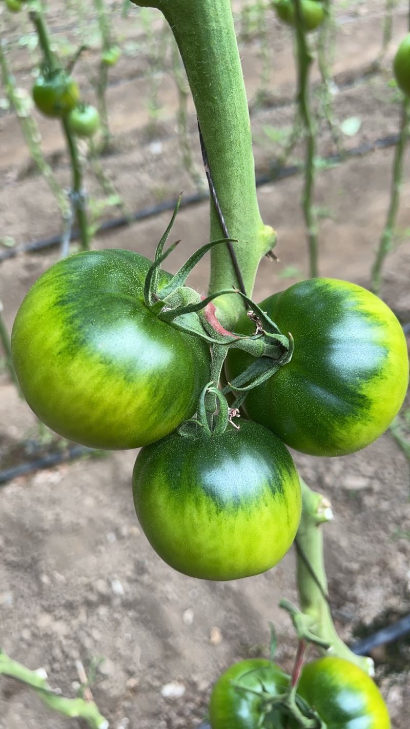 沈阳草莓柿子酸甜可口大量上市