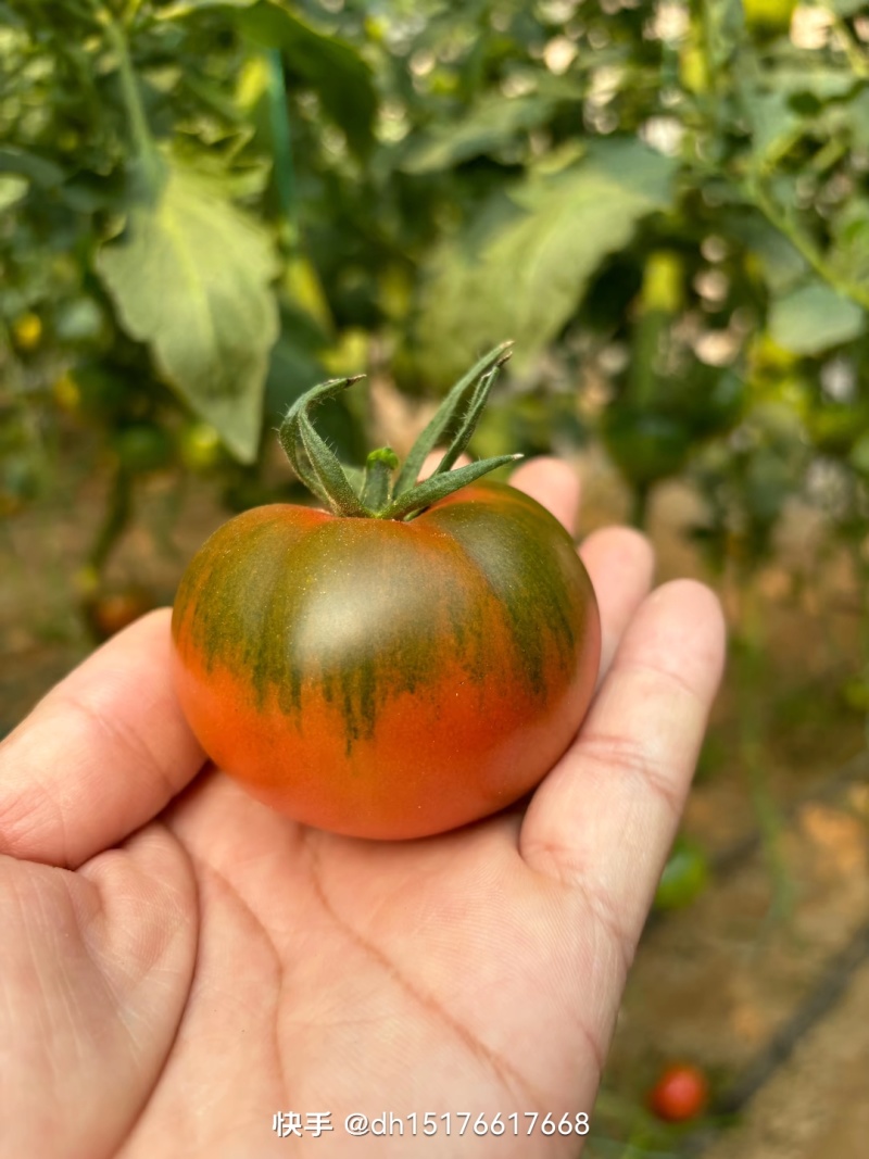 沈阳草莓柿子酸甜可口大量上市
