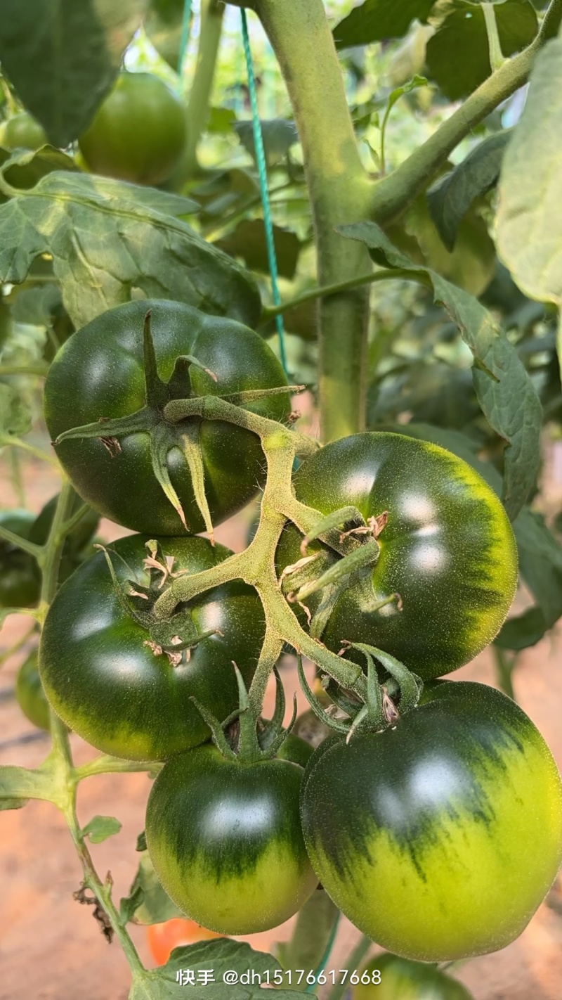 沈阳草莓柿子酸甜可口大量上市