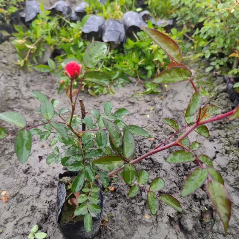 贵州丰花月季批发贵州苗木基地供应各类规格丰花月季