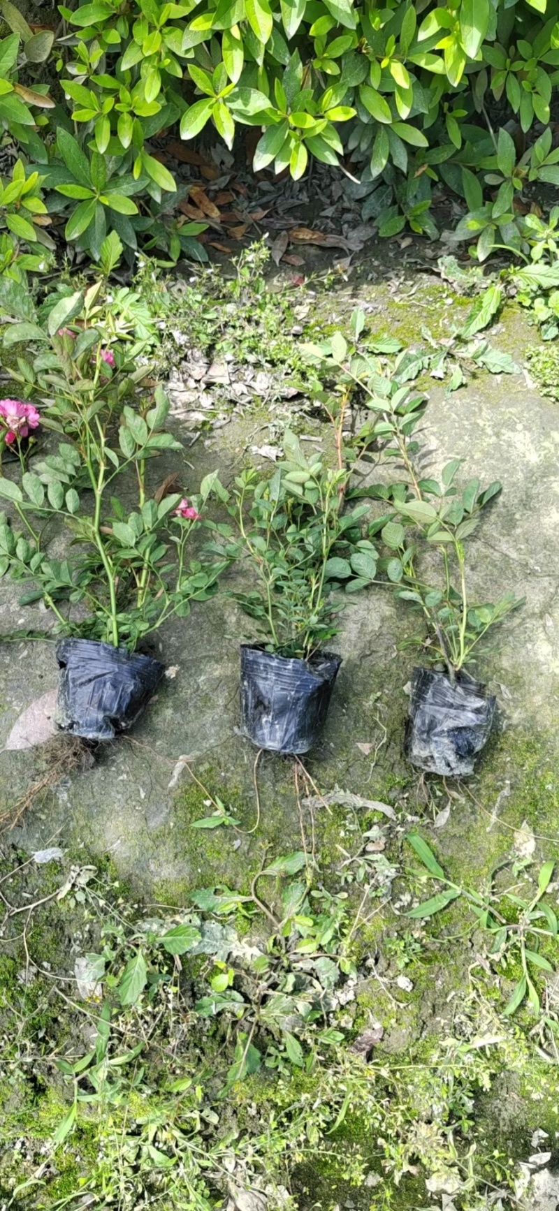 贵州丰花月季批发贵州苗木基地供应各类规格丰花月季