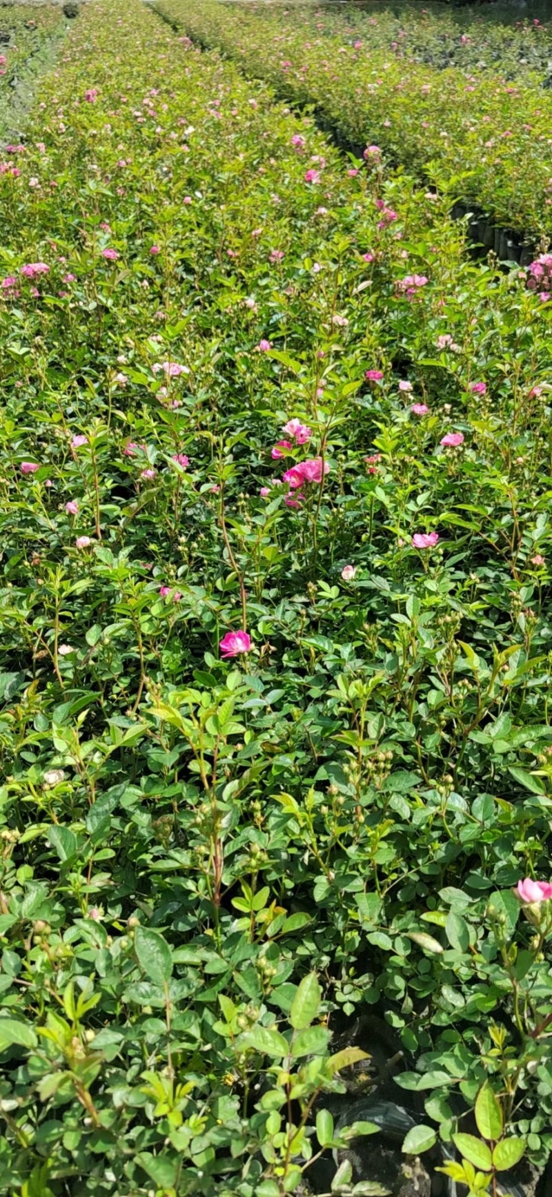 重庆丰花月季批发重庆苗木基地供应各类规格丰花月季