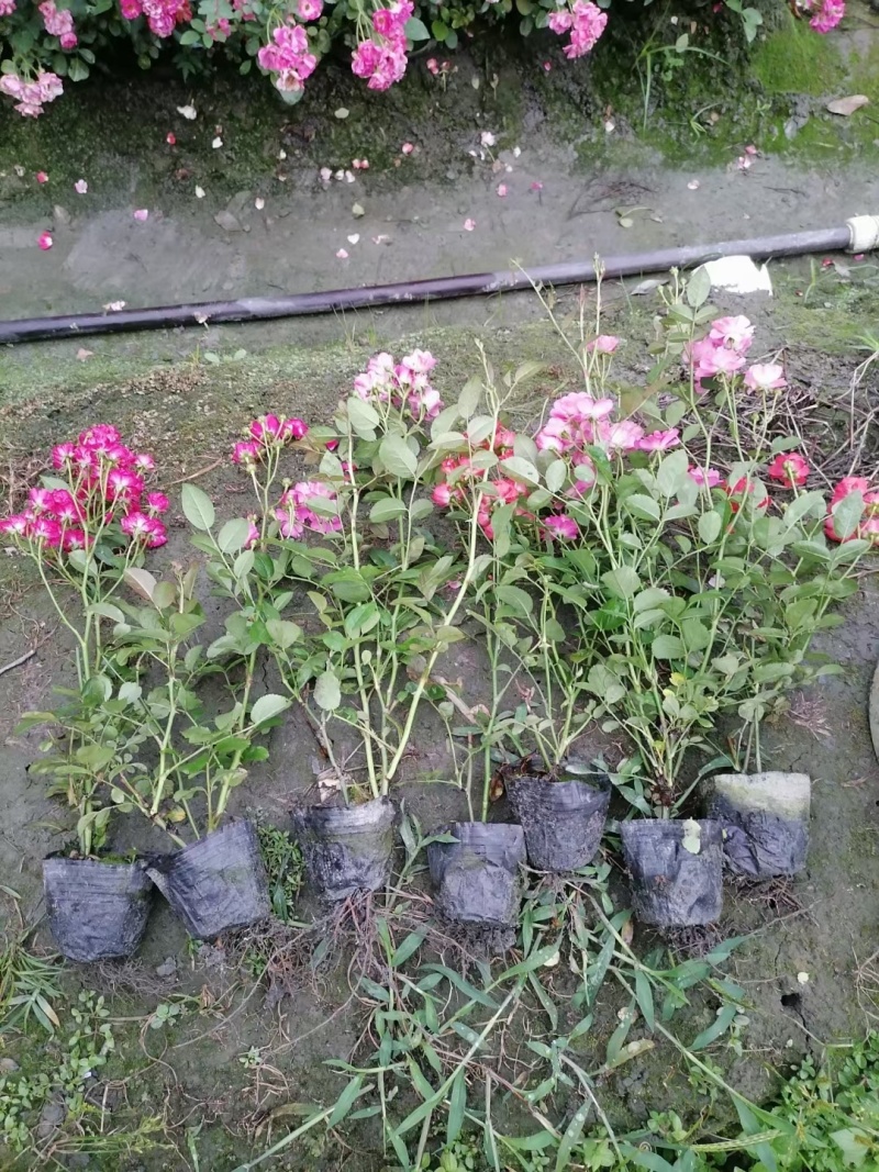 重庆丰花月季批发重庆苗木基地供应各类规格丰花月季