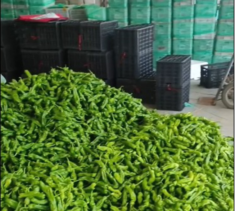 正宗鲜辣椒新鲜软薄皮现摘品类齐全自种薄皮微辣香酥青尖椒