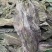 山东去尾海带煲汤炖煮海带宽叶海带地摊展会批发