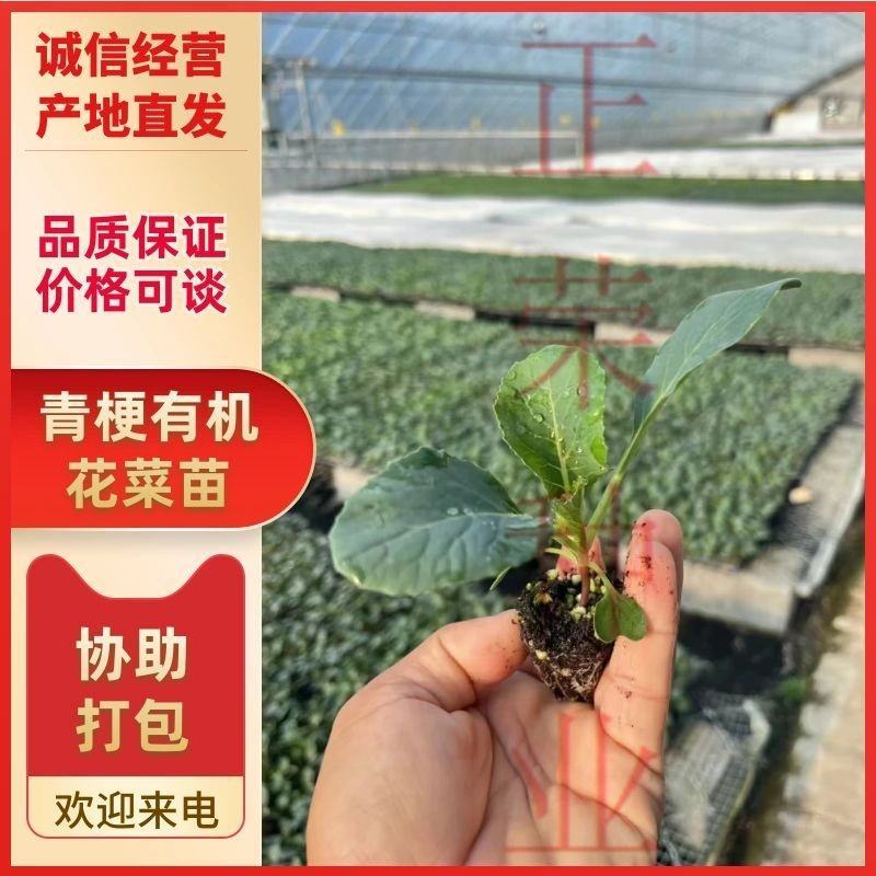 菜花苗青梗有机花菜苗花椰菜苗松花菜苗基地直发