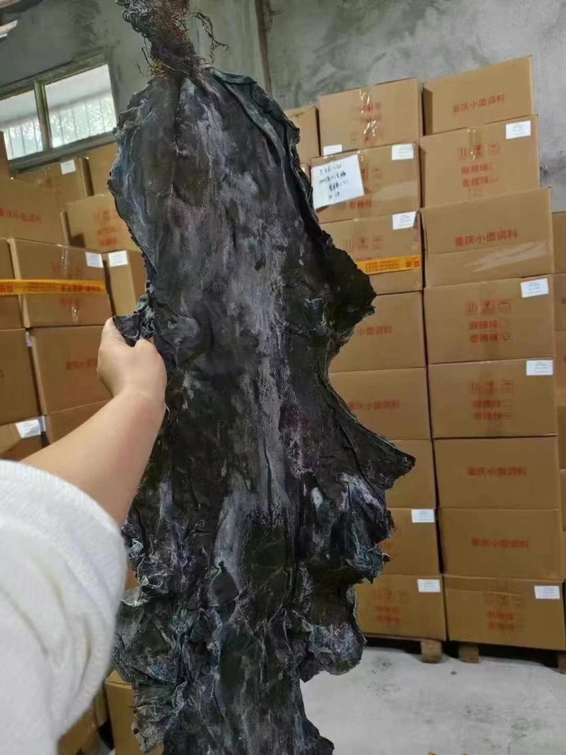 山东去尾海带煲汤炖煮海带宽叶海带地摊展会批发