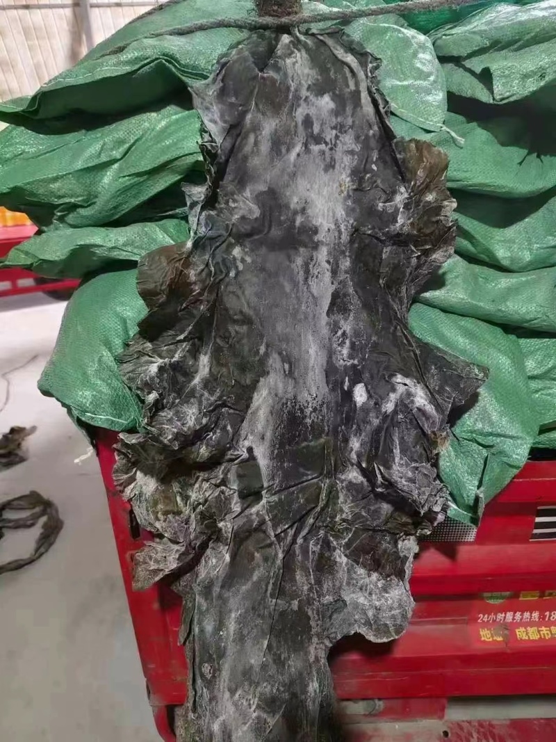 山东去尾海带煲汤炖煮海带宽叶海带地摊展会批发