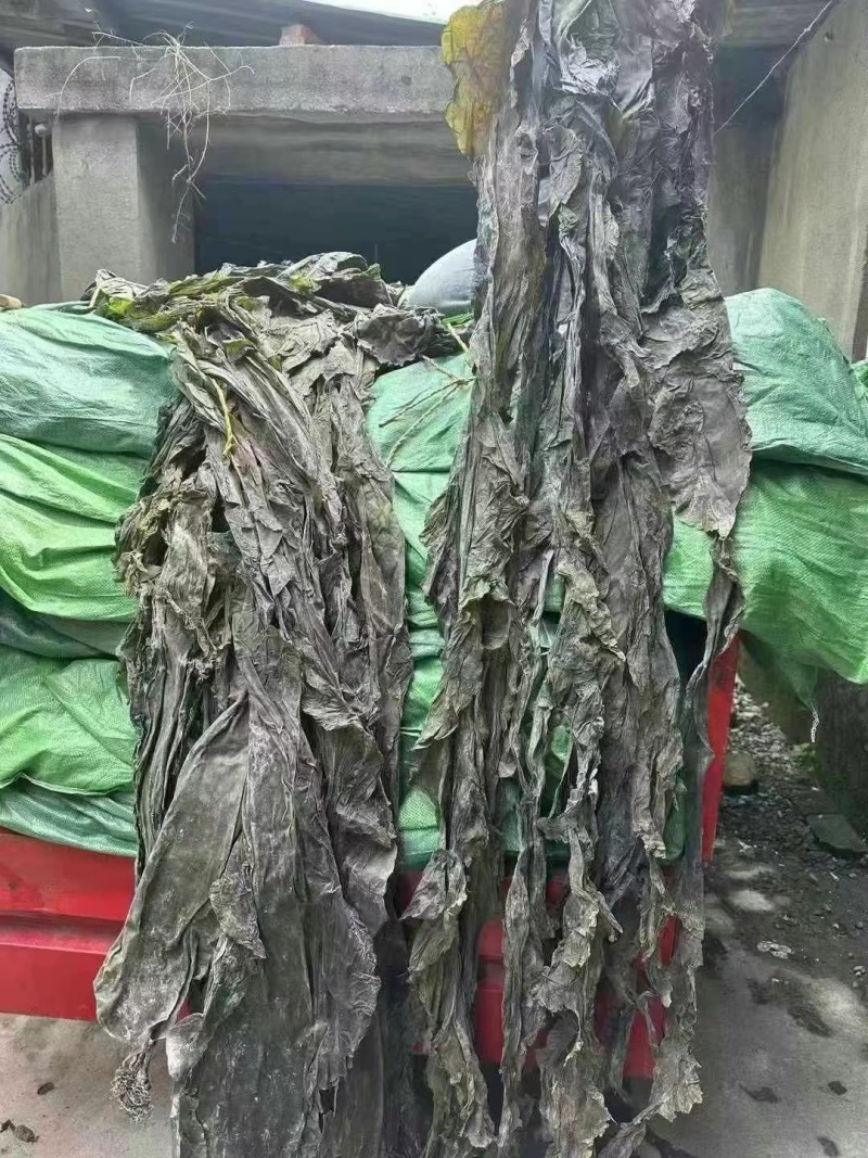 山东去尾海带煲汤炖煮海带宽叶海带地摊展会批发