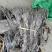 山东去尾海带煲汤炖煮海带宽叶海带地摊展会批发