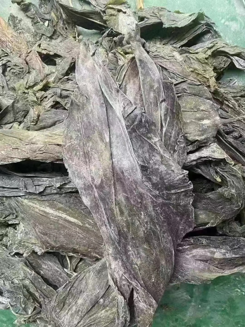 山东去尾海带煲汤炖煮海带宽叶海带地摊展会批发