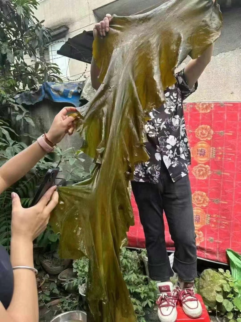 山东去尾海带煲汤炖煮海带宽叶海带地摊展会批发