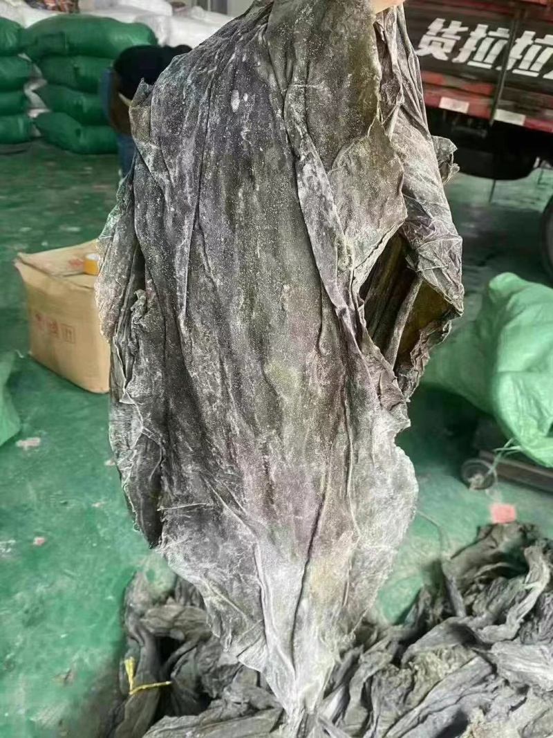 山东去尾海带煲汤炖煮海带宽叶海带地摊展会批发