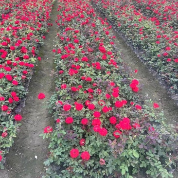 重庆大花月季批发重庆苗木基地供应各类规格大花月季基地