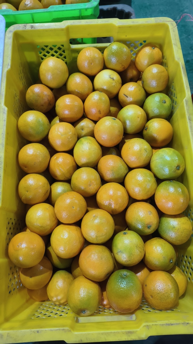 精品高原（冰糖橙/褚橙），产地直供，可批发可一件代发