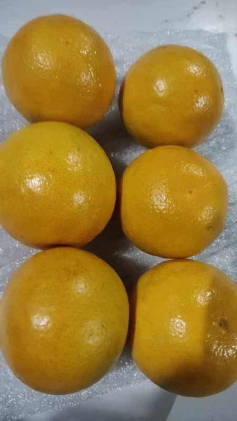 精品高原（冰糖橙/褚橙），产地直供，可批发可一件代发