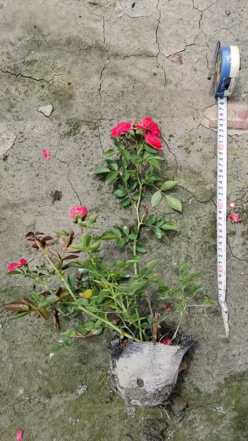 重庆大花月季批发重庆苗木基地供应各类规格大花月季基地