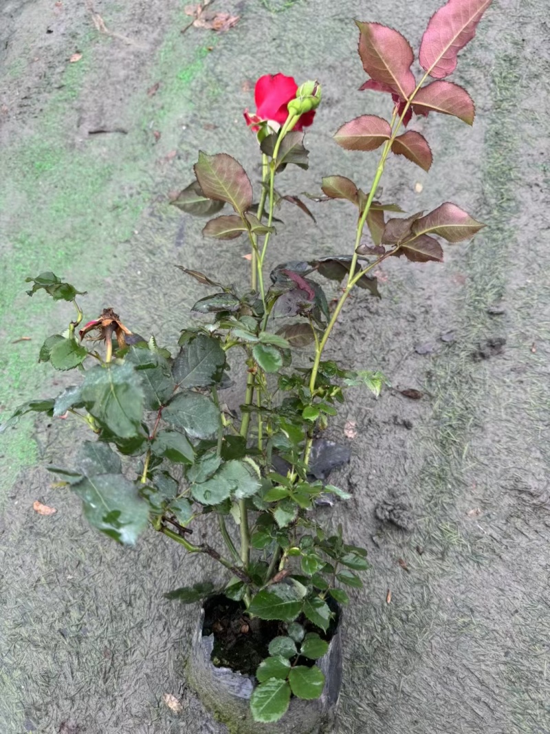 重庆大花月季批发重庆苗木基地供应各类规格大花月季基地