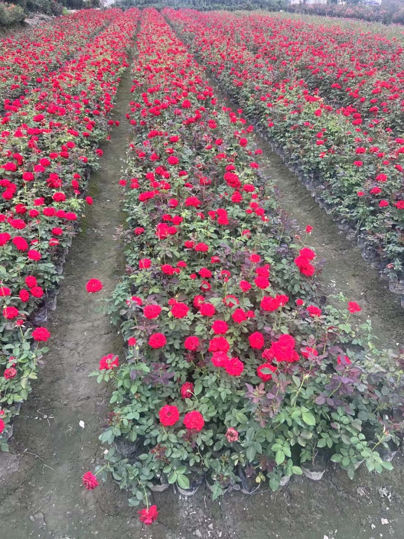 重庆大花月季批发重庆苗木基地供应各类规格大花月季基地