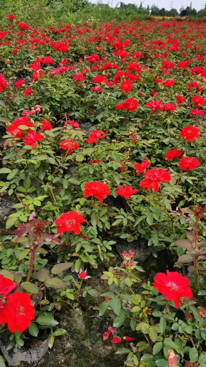 重庆大花月季批发重庆苗木基地供应各类规格大花月季基地