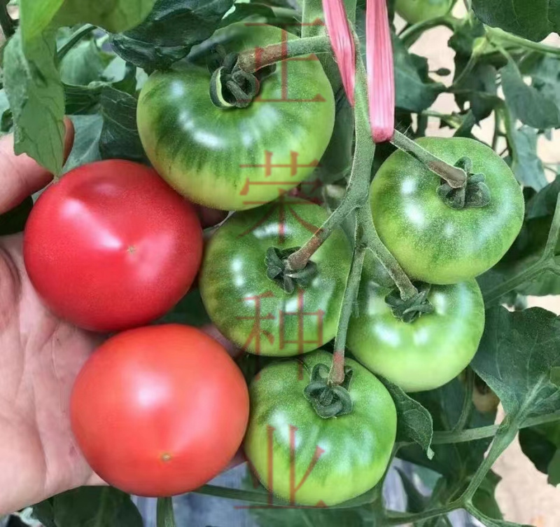 草莓番茄苗铁皮柿子苗西红柿苗浓绿肩寿光种苗基地直发