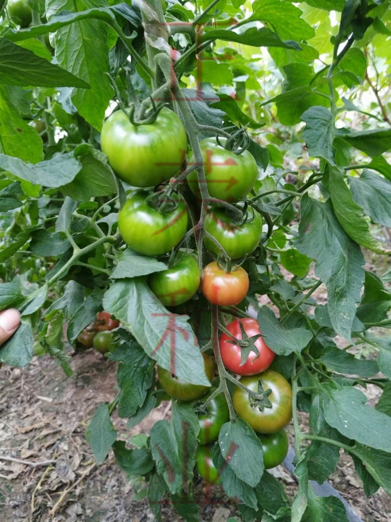 草莓番茄苗铁皮柿子苗西红柿苗浓绿肩寿光种苗基地直发