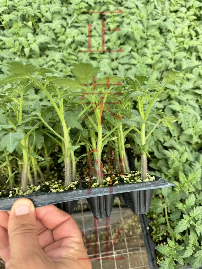 草莓番茄苗铁皮柿子苗西红柿苗浓绿肩寿光种苗基地直发