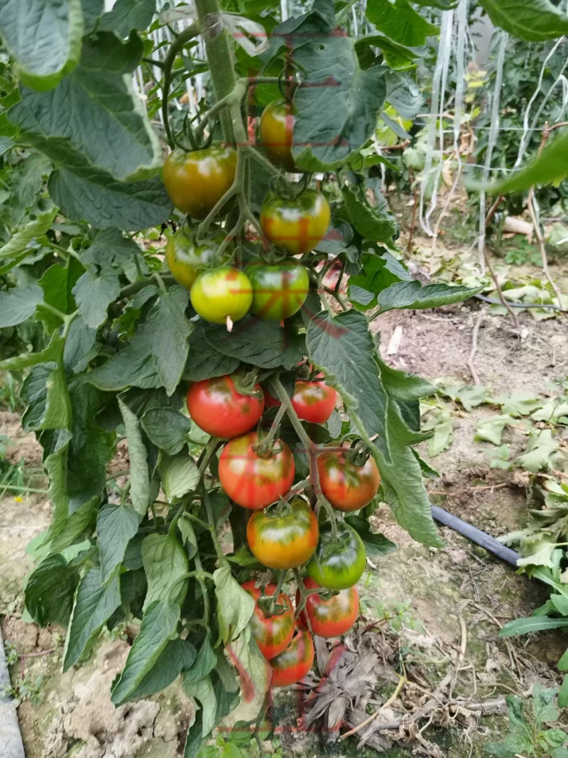 草莓番茄苗铁皮柿子苗西红柿苗浓绿肩寿光种苗基地直发