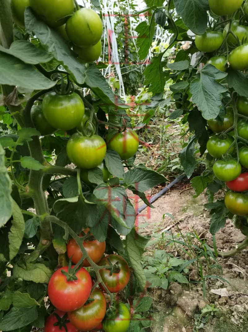 草莓番茄苗铁皮柿子苗西红柿苗浓绿肩寿光种苗基地直发