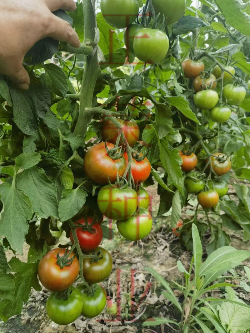 草莓番茄苗铁皮柿子苗西红柿苗浓绿肩寿光种苗基地直发